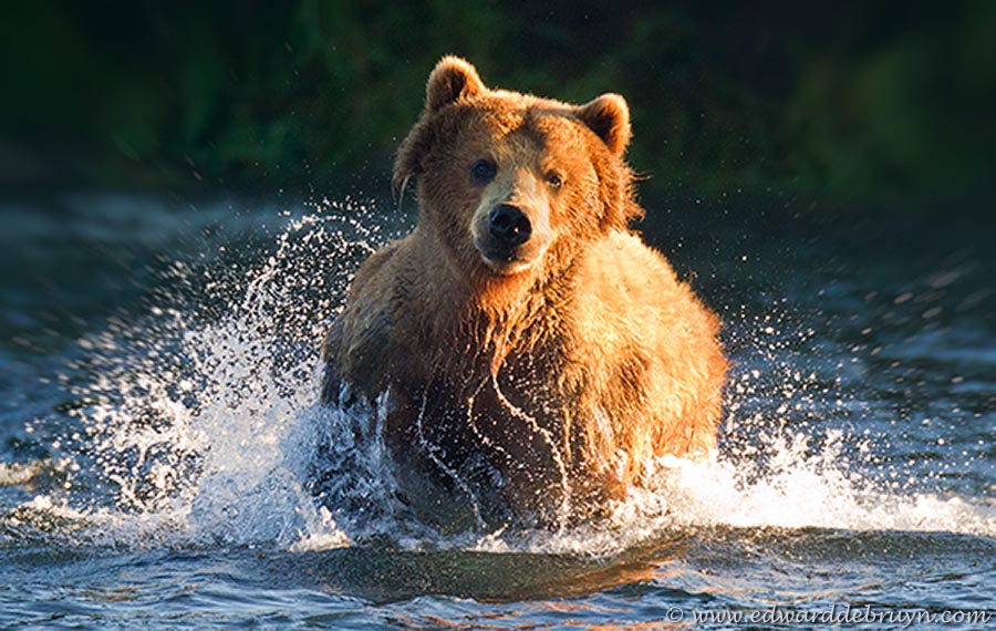 bears kamtchatka