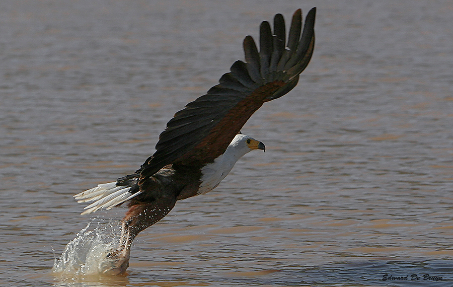 Roofvogels02