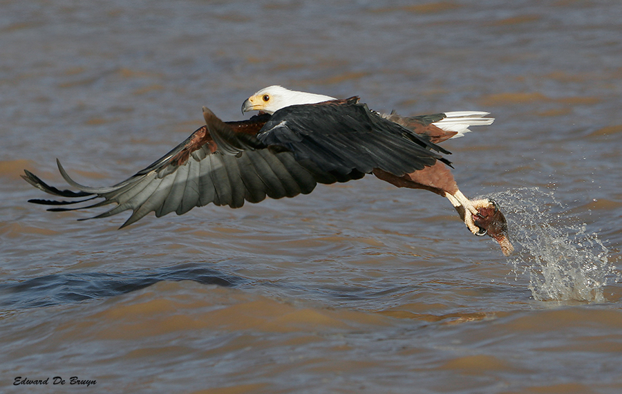 Roofvogels05