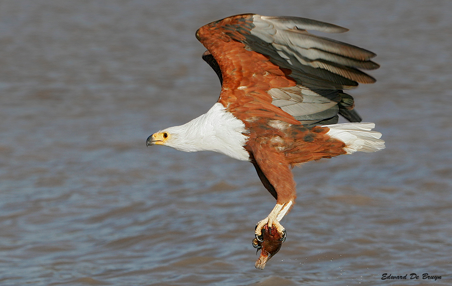 Roofvogels06