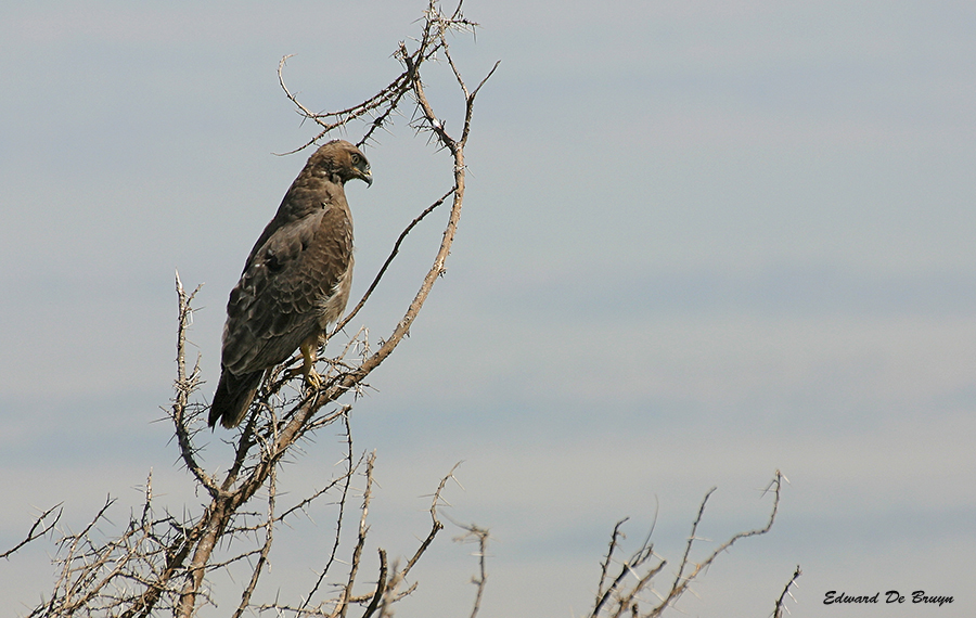 Roofvogels07