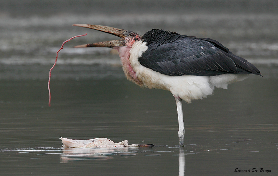 Roofvogels10