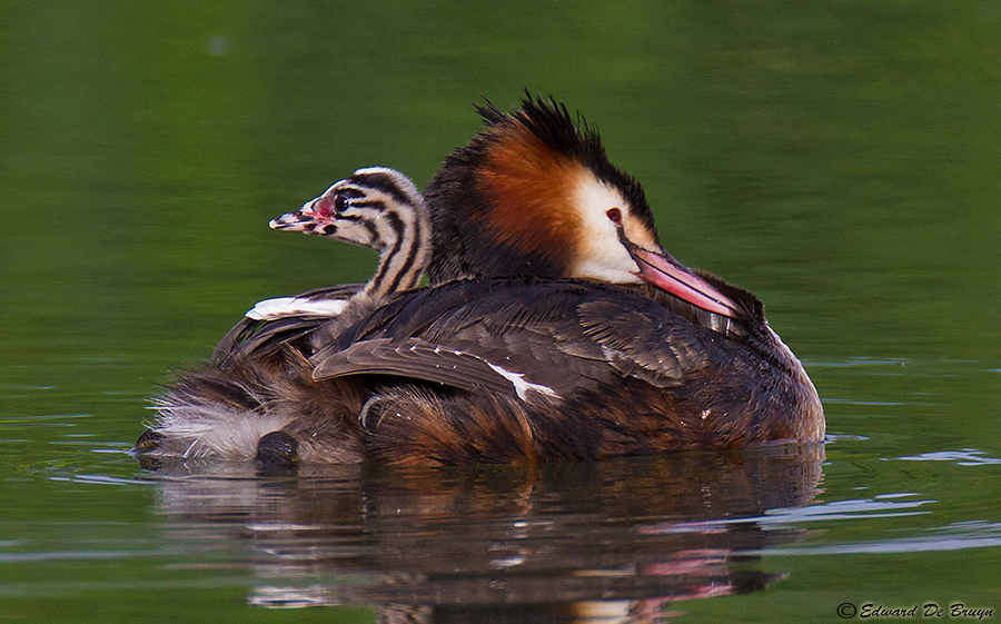 Great Crested Grebe