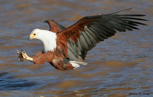 African Birds Of Prey Fishaigle