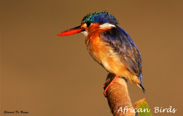 African Birds