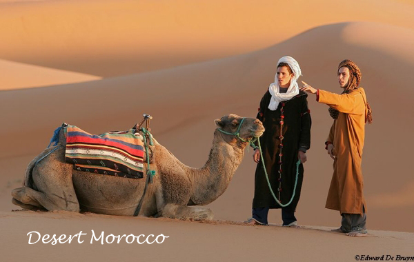 Morocco Camels in the Desert