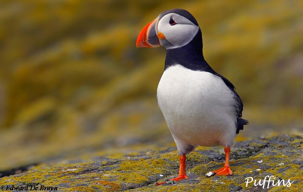 Puffin Papegaaiduiker