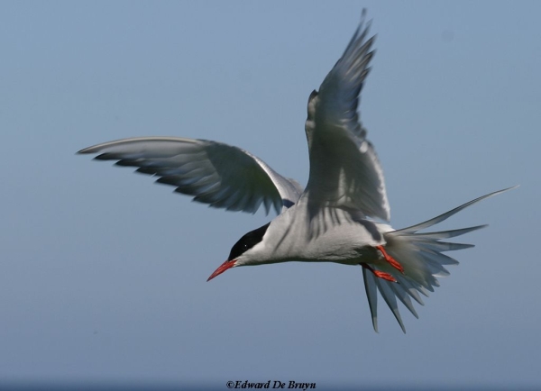 Tern-Stern