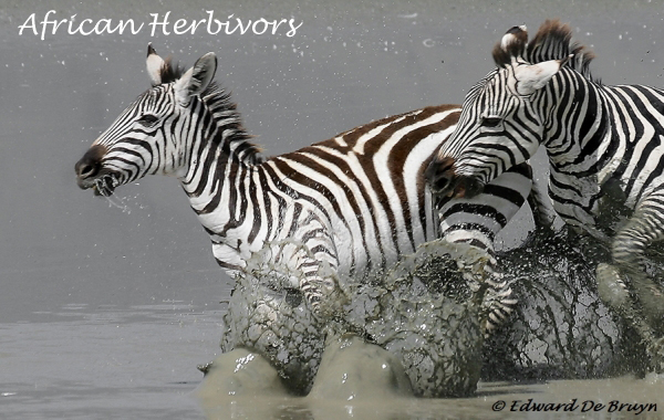 African Herbivors, Zebra Gnoe