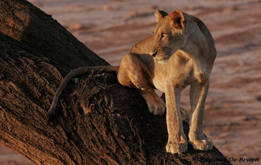 Joung lion in a tree width=