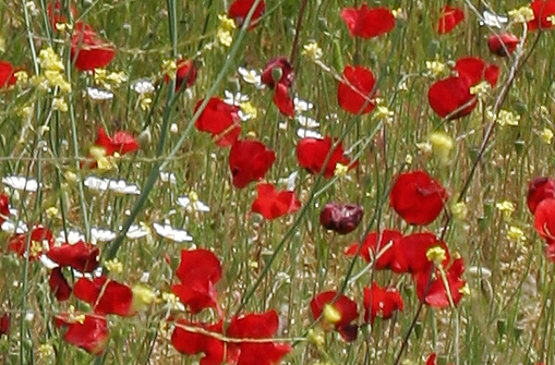 detail flowers