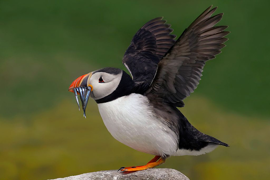 puffin08