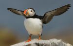 Puffin04