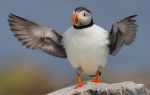 Puffin05