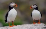 puffin07