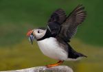 Puffin08