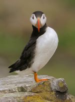 puffin15